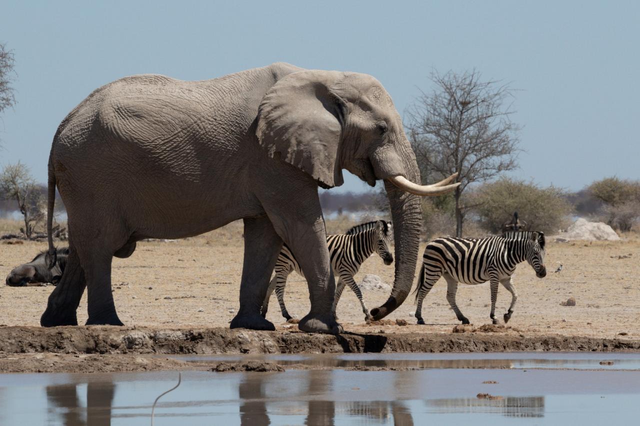 Elephant, Nxai Pan, Okavango Delta, Botswana, African Safari, Botswana Safari, Naturalist Journeys