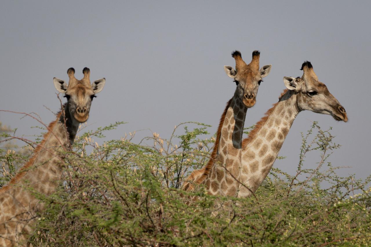 Giraffe, Okavango Delta, Botswana, African Safari, Botswana Safari, Naturalist Journeys