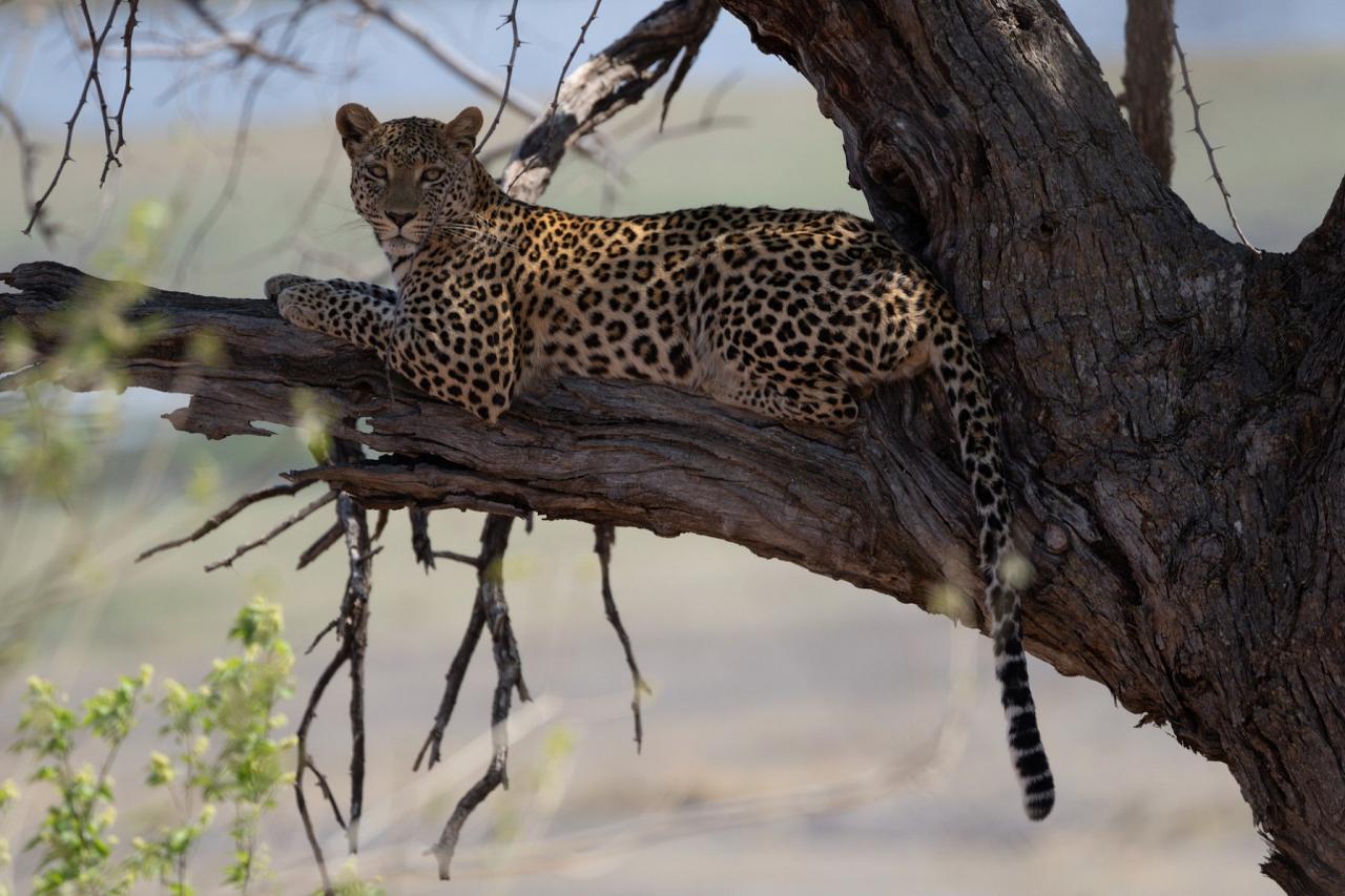 Leopard, Sausage Tree, Okavango Delta, Botswana, African Safari, Botswana Safari, Naturalist Journeys