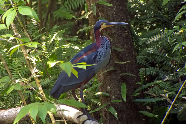 Agami Heron, Brazil, Pantanal, Brazil Wildlife Tour, Pantanal Wildlife Tour, Brazil Nature Tour, Pantanal Nature Tour, Naturalist Journeys