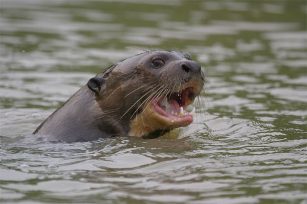 Giant Otter, Brazil, Pantanal, Brazil Wildlife Tour, Pantanal Wildlife Tour, Brazil Nature Tour, Pantanal Nature Tour, Naturalist Journeys