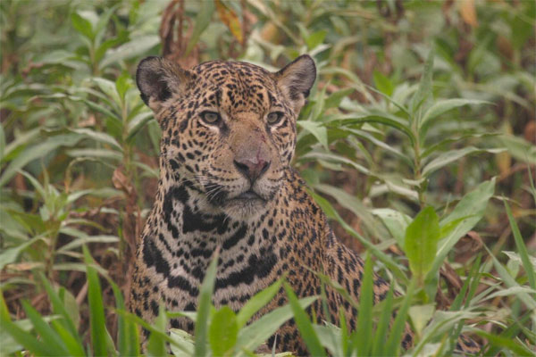 Jaguar, Brazil, Pantanal, Brazil Wildlife Tour, Pantanal Wildlife Tour, Brazil Nature Tour, Pantanal Nature Tour, Naturalist Journeys