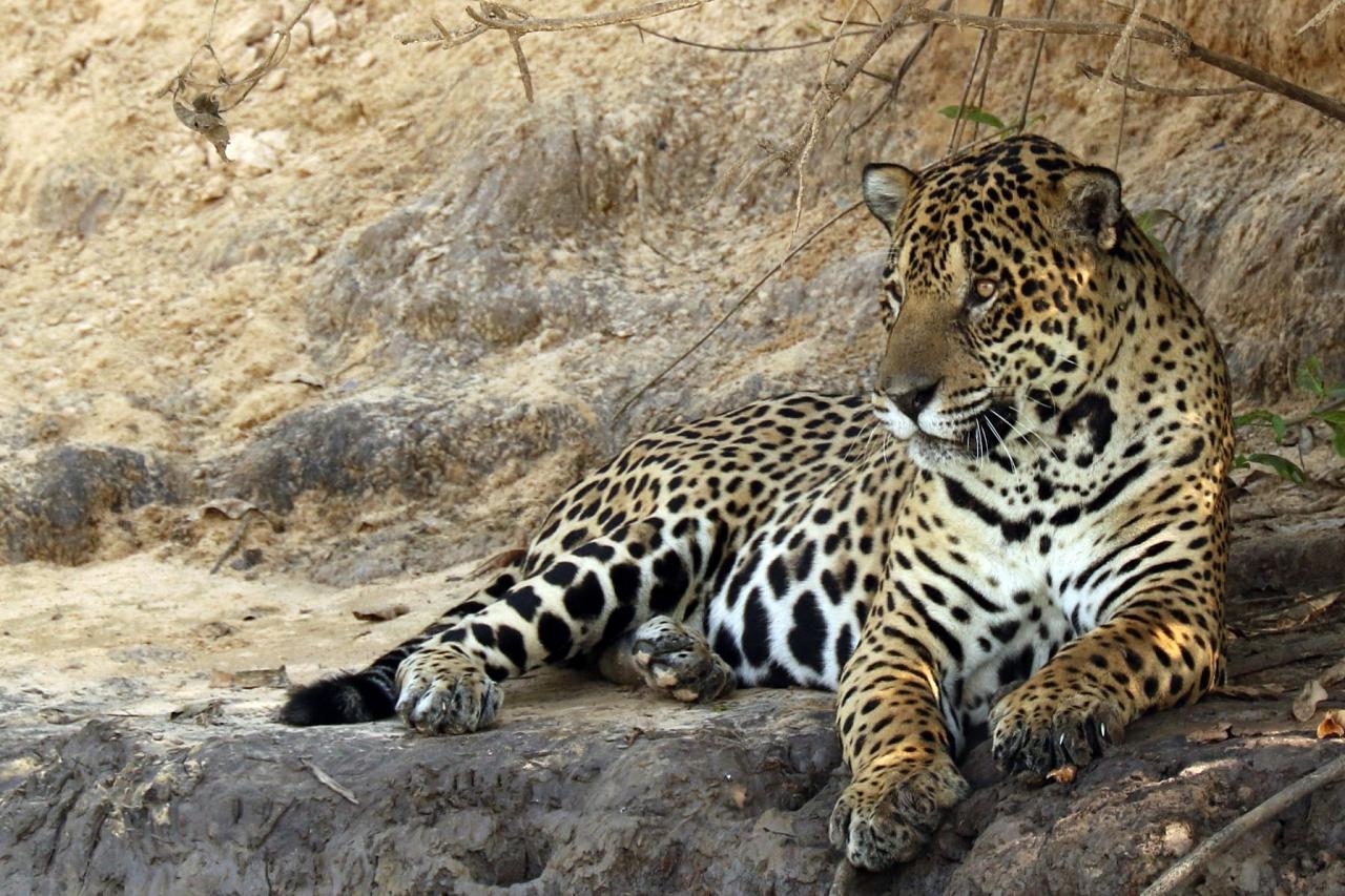 Jaguar, Brazil, Pantanal, Brazil Wildlife Tour, Pantanal Wildlife Tour, Brazil Nature Tour, Pantanal Nature Tour, Naturalist Journeys