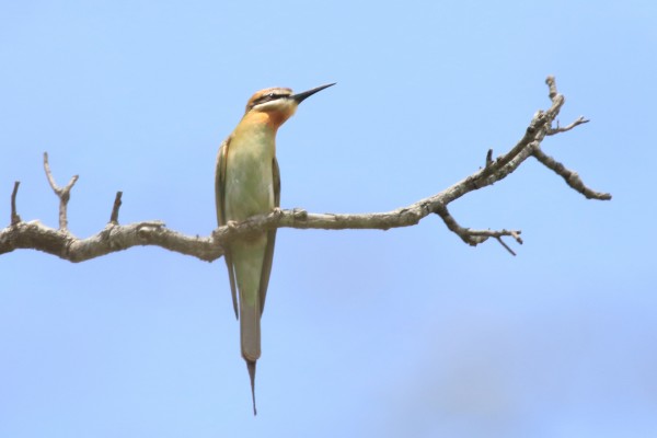 Madagascar Bee-eater, Uganda, Uganda Safari, Uganda Wildlife Tour, Uganda Nature Tour, Naturalist Journeys