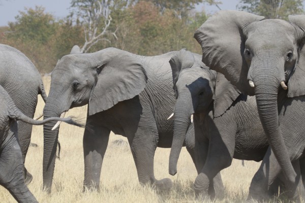 Elephants, Uganda, Uganda Safari, Uganda Wildlife Tour, Uganda Nature Tour, Naturalist Journeys
