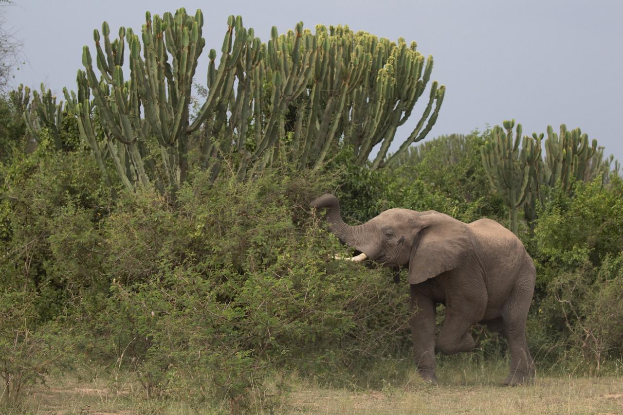Elephant, Uganda Nature Tour, Uganda Birding Tour, Uganda Safari, Uganda Gorilla Tour, Naturalist Journeys