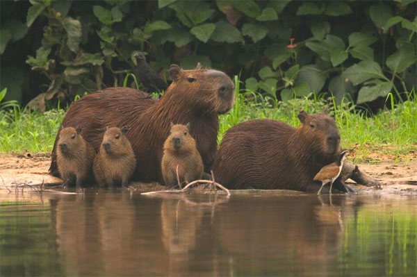 Capybara, Brazil, Pantanal, Brazil Wildlife Tour, Pantanal Wildlife Tour, Brazil Nature Tour, Pantanal Nature Tour, Naturalist Journeys