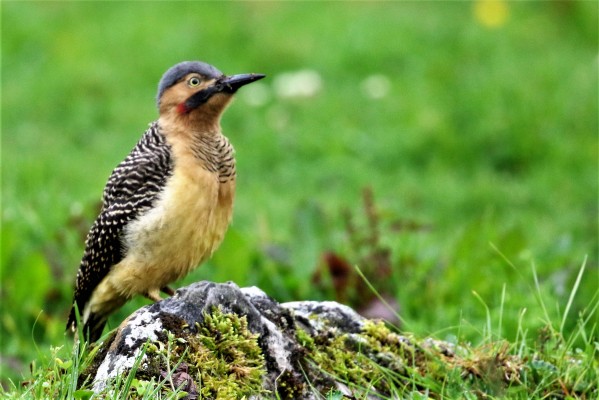 Andean Flicker, Peru, Northern Peru, Peru Birding Tour, Peru Nature Tour, Naturalist Journeys
