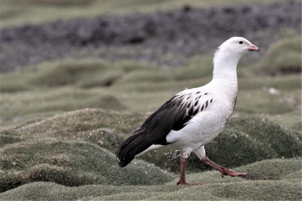 Andean Goose, Peru, Northern Peru, Peru Birding Tour, Peru Nature Tour, Naturalist Journeys