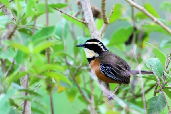 Marañon Crescentchest, Peru, Northern Peru, Peru Birding Tour, Peru Nature Tour, Naturalist Journeys
