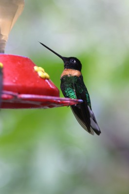 Collared Inca,  Peru, Northern Peru, Peru Birding Tour, Peru Nature Tour, Naturalist Journeys