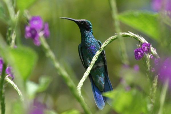 Sparkling Violetear, Peru, Northern Peru, Peru Birding Tour, Peru Nature Tour, Naturalist Journeys
