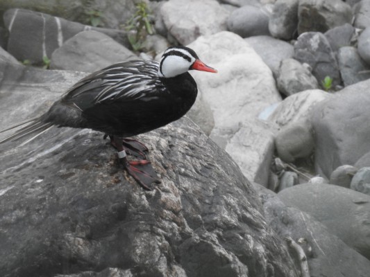 Torrent Duck, Peru, Northern Peru, Peru Birding Tour, Peru Nature Tour, Naturalist Journeys