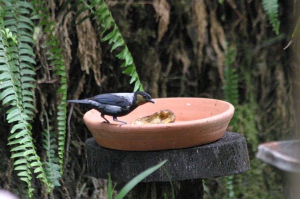 Silver-backed Tanager, Peru, Northern Peru, Peru Birding Tour, Peru Nature Tour, Naturalist Journeys