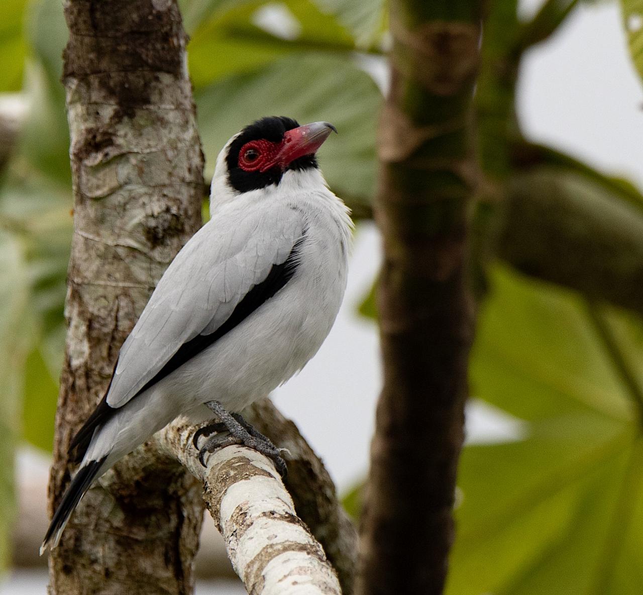 Masked Tityra, Peru, Northern Peru, Peru Birding Tour, Peru Nature Tour, Naturalist Journeys