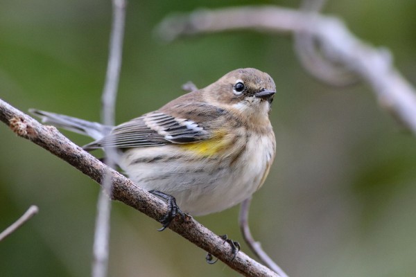 Yellow-rumped Warbler, Maine, Maine Birding Tour, Maine Nature Tour, Acadia National Park, Acadia National Park Tour, Naturalist Journeys