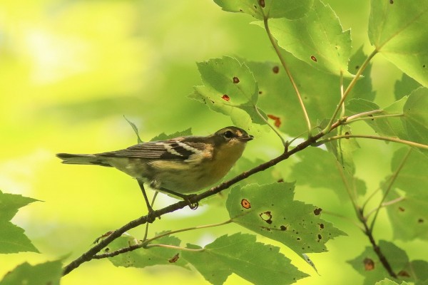 Blackburnian Warbler, Maine, Maine Birding Tour, Maine Nature Tour, Acadia National Park, Acadia National Park Tour, Naturalist Journeys