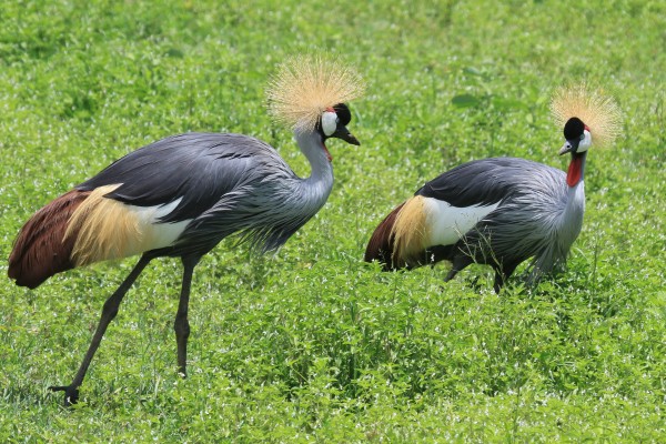 Crowned Crane, Kenya, Kenya Safari, Kenya Wildlife Safari, African Safari, Kenya Birding Tour, Naturalist Journeys