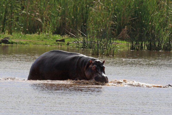 Hippo, Kenya, Kenya Safari, Kenya Wildlife Safari, African Safari, Kenya Birding Tour, Naturalist Journeys