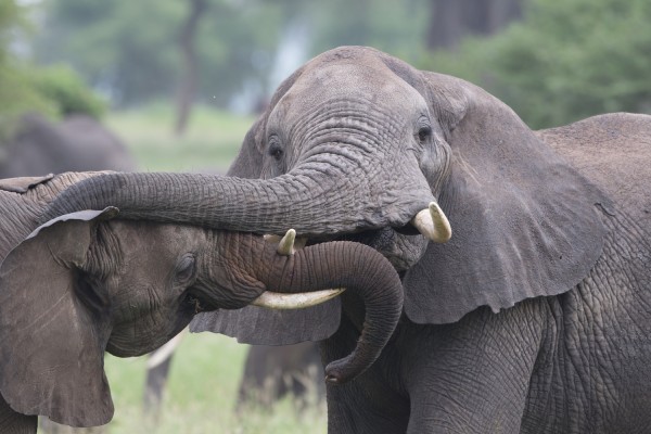 Elephants, Kenya, Kenya Safari, Kenya Wildlife Safari, African Safari, Kenya Birding Tour, Naturalist Journeys
