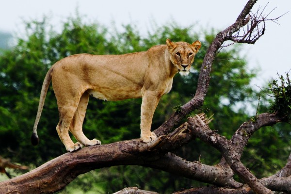 Lioness, Kenya, Kenya Safari, Kenya Wildlife Safari, African Safari, Kenya Birding Tour, Naturalist Journeys