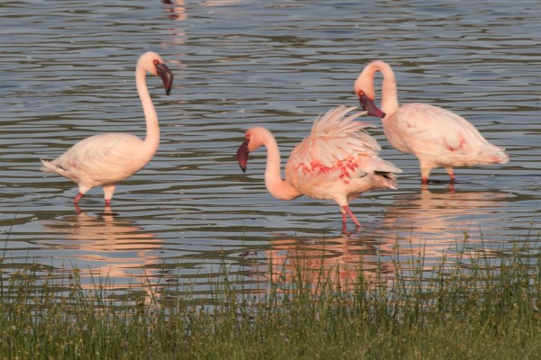 Lesser Flamingo, Kenya, Kenya Safari, Kenya Wildlife Safari, African Safari, Kenya Birding Tour, Naturalist Journeys