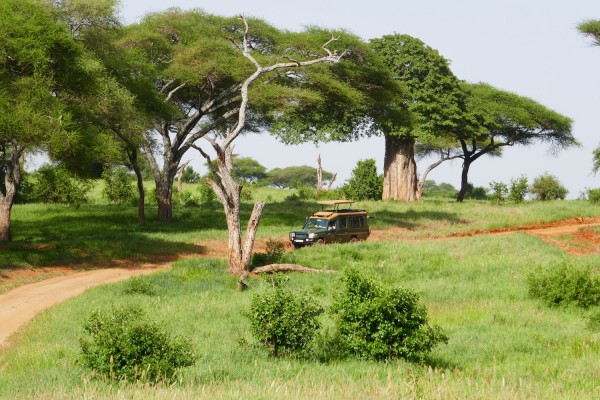 Safari Drive, Kenya, Kenya Safari, Kenya Wildlife Safari, African Safari, Kenya Birding Tour, Naturalist Journeys