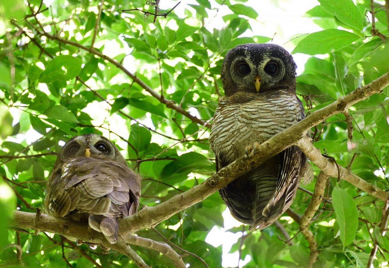 African Wood Owl, Kenya, Kenya Safari, Kenya Wildlife Safari, African Safari, Kenyan Birding Tour, Naturalist Journeys
