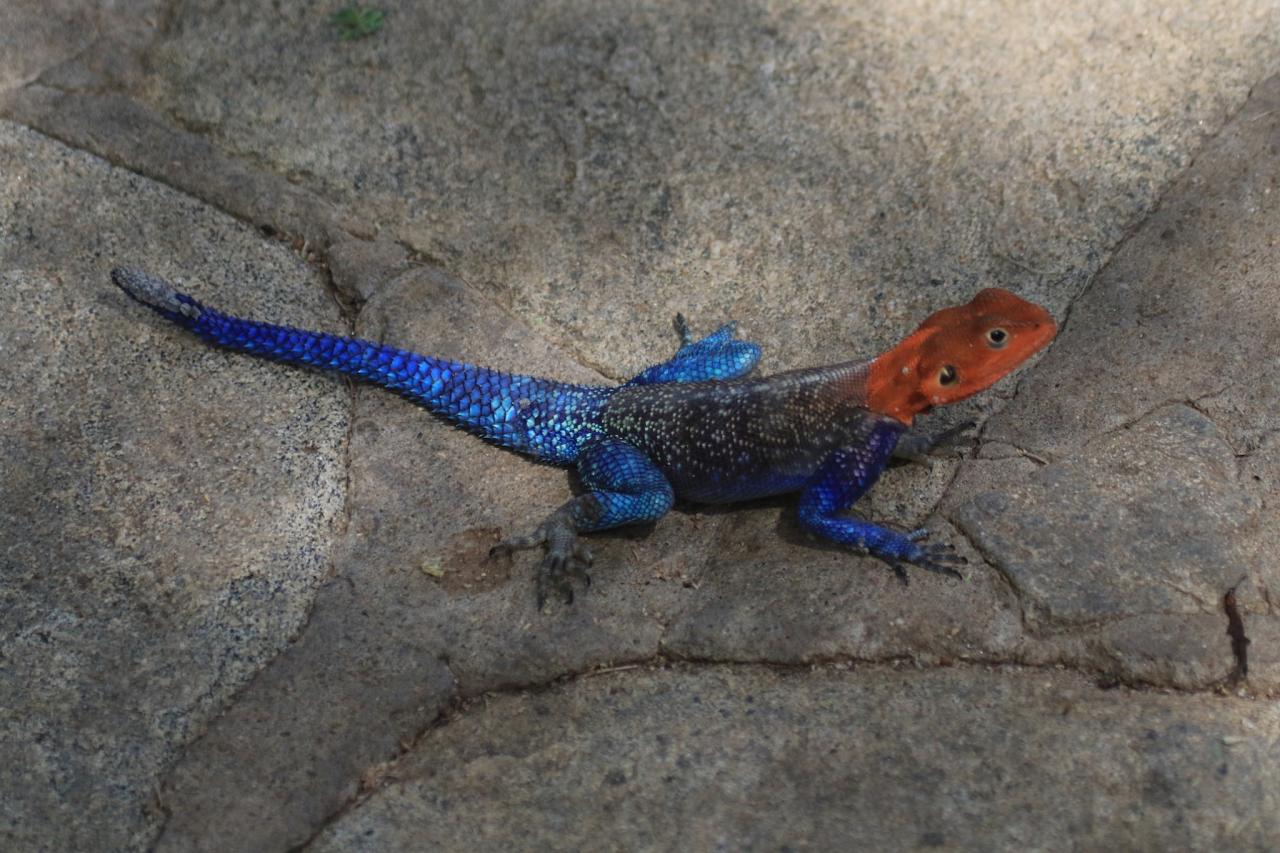 Agamid Lizard, Kenya, Kenya Safari, Kenya Wildlife Safari, African Safari, Kenyan Birding Tour, Naturalist Journeys