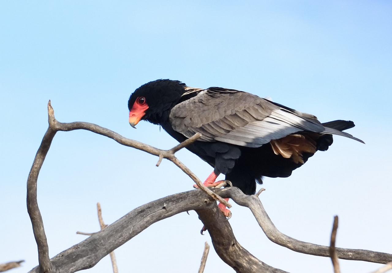 Bateleur, Kenya, Kenya Safari, Kenya Wildlife Safari, African Safari, Kenyan Birding Tour, Naturalist Journeys