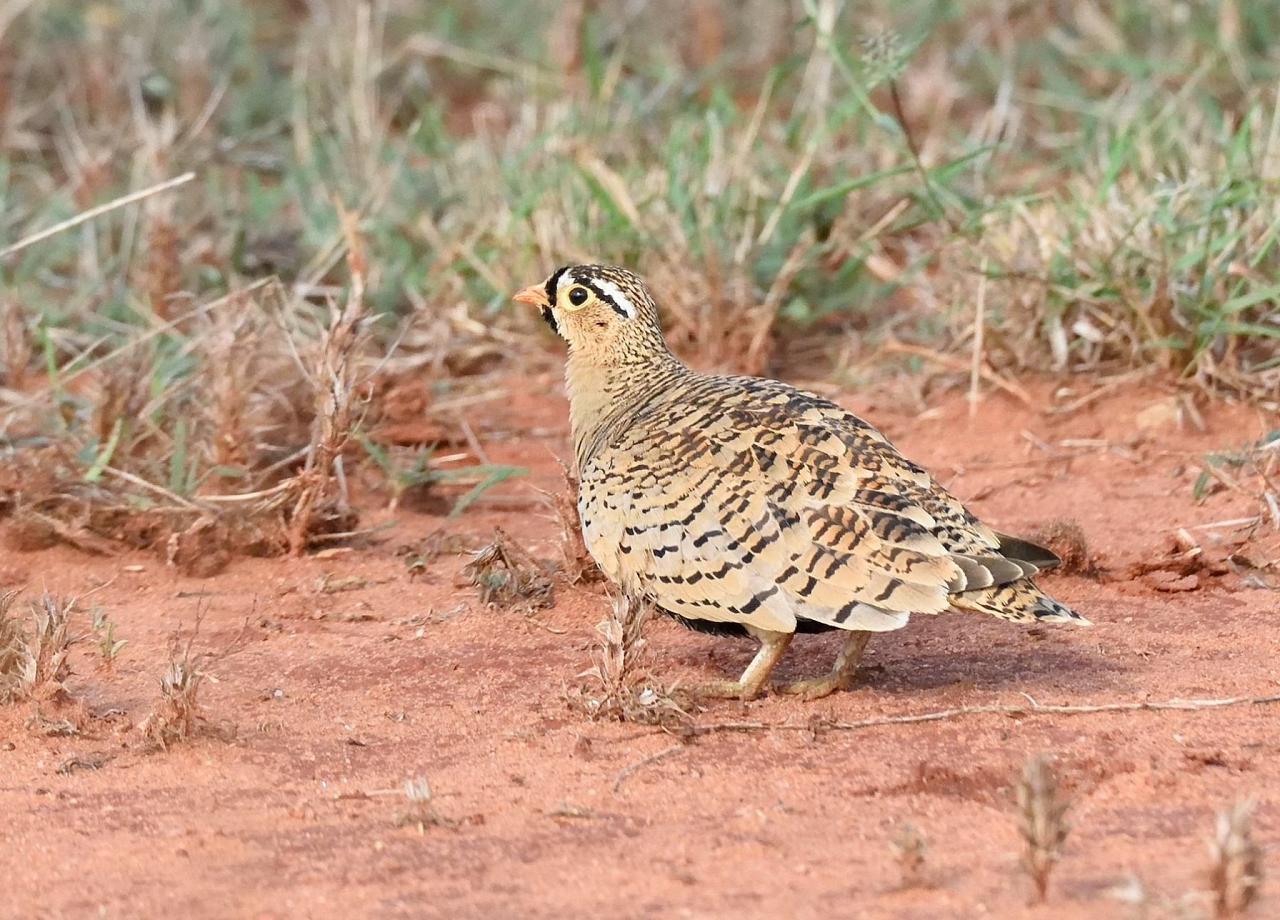 Black-faced Sandgrouse, Kenya, Kenya Safari, Kenya Wildlife Safari, African Safari, Kenyan Birding Tour, Naturalist Journeys