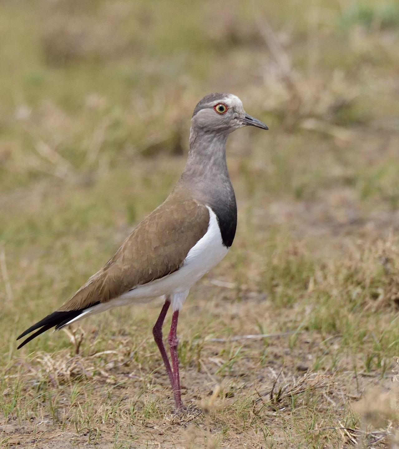 Black-winged Lapwing, Kenya, Kenya Safari, Kenya Wildlife Safari, African Safari, Kenyan Birding Tour, Naturalist Journeys