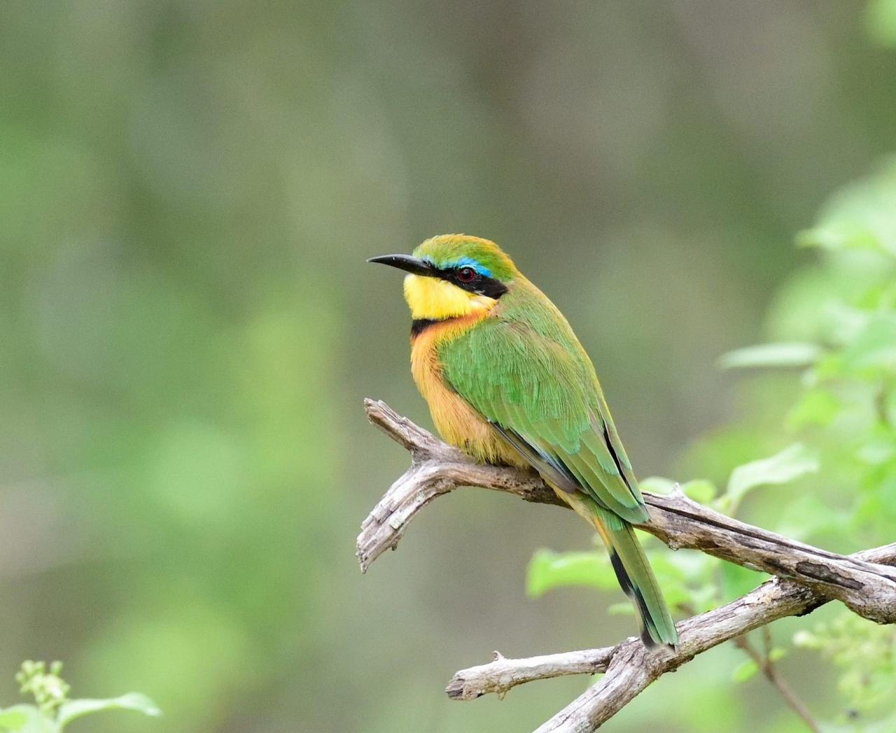 Little Bee-eater, Kenya, Kenya Birding Safari, Kenya Wildlife Safari, Kenya Nature Tour, Naturalist Journeys 