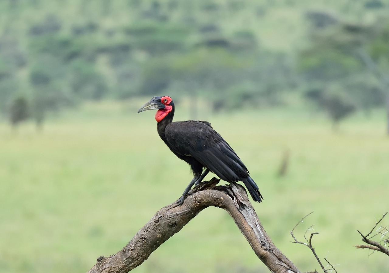 Southern Ground Hornbill, Kenya, Kenya Birding Safari, Kenya Wildlife Safari, Kenya Nature Tour, Naturalist Journeys 