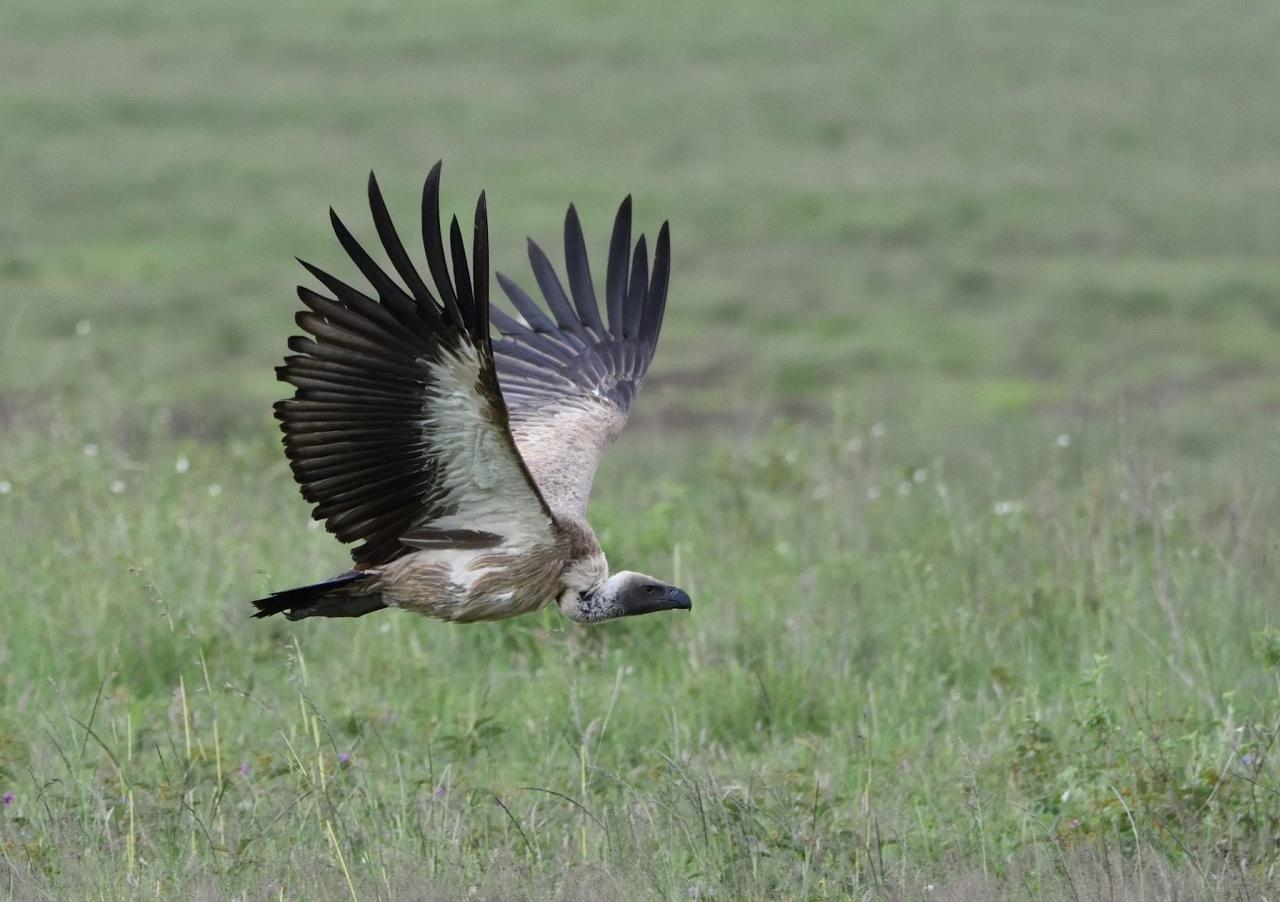 White-backed Vulture, Kenya, Kenya Birding Safari, Kenya Wildlife Safari, Kenya Nature Tour, Naturalist Journeys 