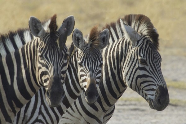Zebras, Uganda, Uganda Wildlife Tour, Uganda Safari, Naturalist Journeys