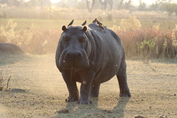 Hippo, Uganda, Uganda Birding Tour, Uganda Wildlife Safari, Uganda Safari, Naturalist Journeys
