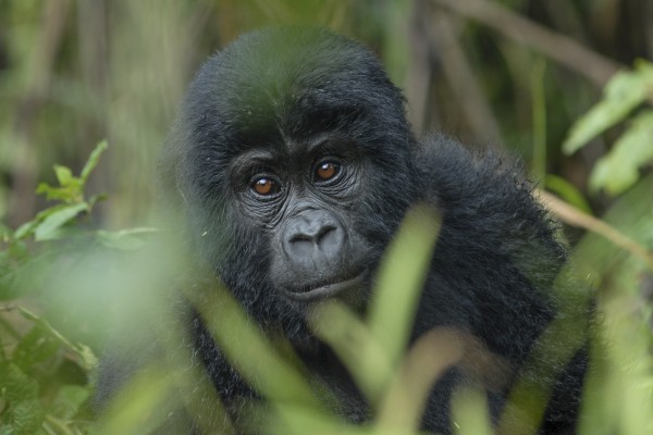 Mountain Gorilla, Uganda, Uganda Birding Tour, Uganda Wildlife Safari, Uganda Safari, Naturalist Journeys