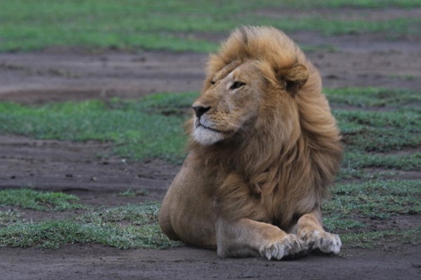 Lion, Uganda, Uganda Safari, Uganda Wildlife Tour, Uganda Nature Tour, Naturalist Journeys