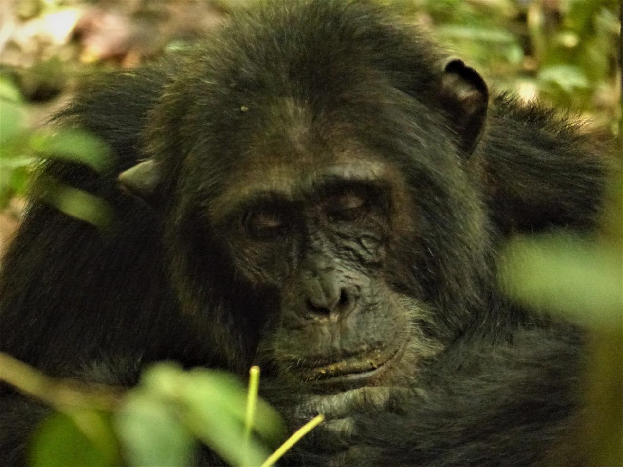Chimpanzee, Uganda Nature Tour, Uganda Birding Tour, Uganda Safari, Uganda Gorilla Tour, Naturalist Journeys