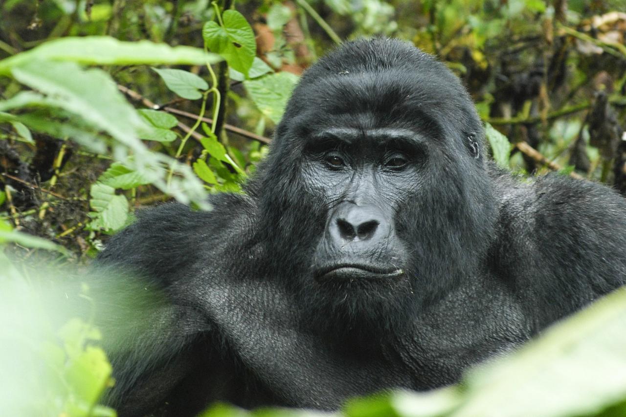Mountain Gorilla, Uganda Nature Tour, Uganda Birding Tour, Uganda Safari, Uganda Gorilla Tour, Naturalist Journeys