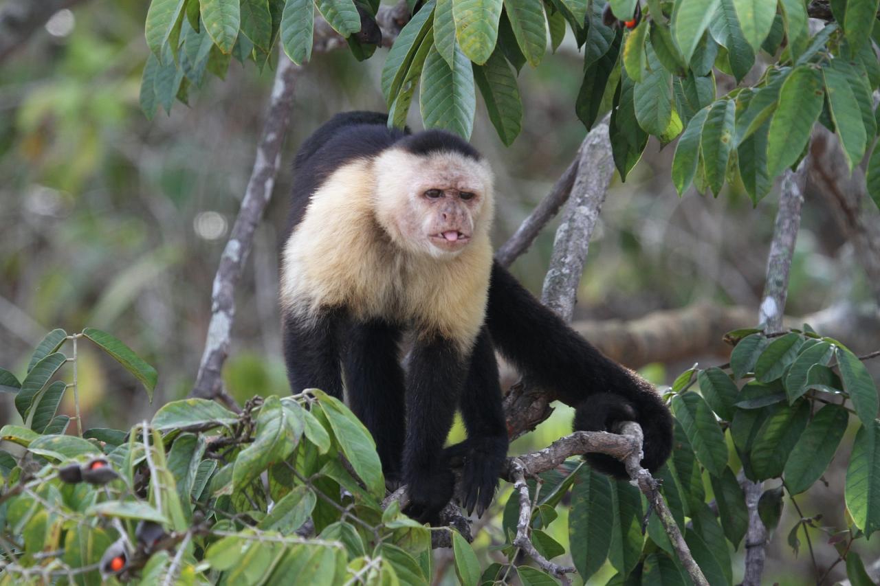 White-faced Caphuchin, Panama, Panama Natural History Tour, Naturalist Journeys, Panama Bio Diversity