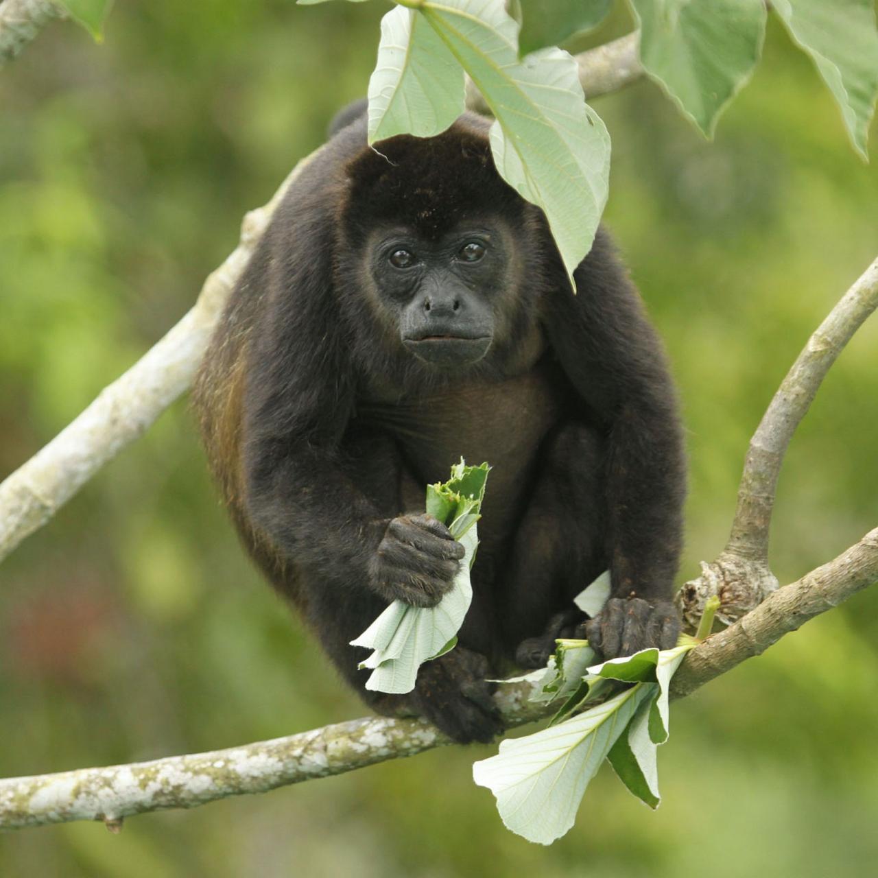Howler Monkey, Panama, Panama Natural History Tour, Naturalist Journeys, Panama Bio Diversity