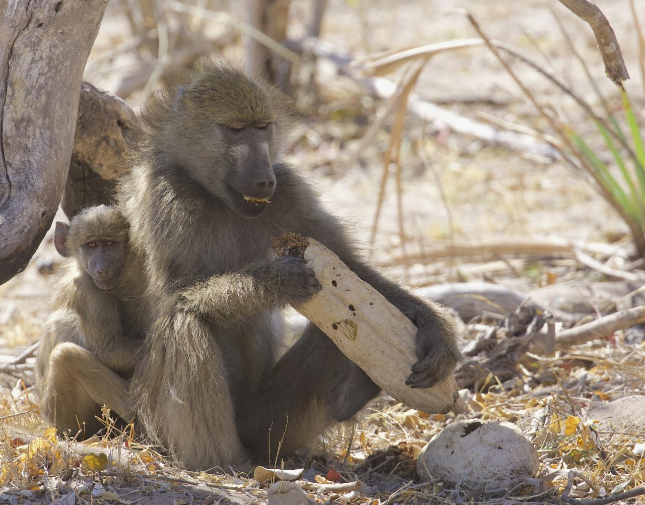 Chacma Baby eating, Botswana wildlife safari