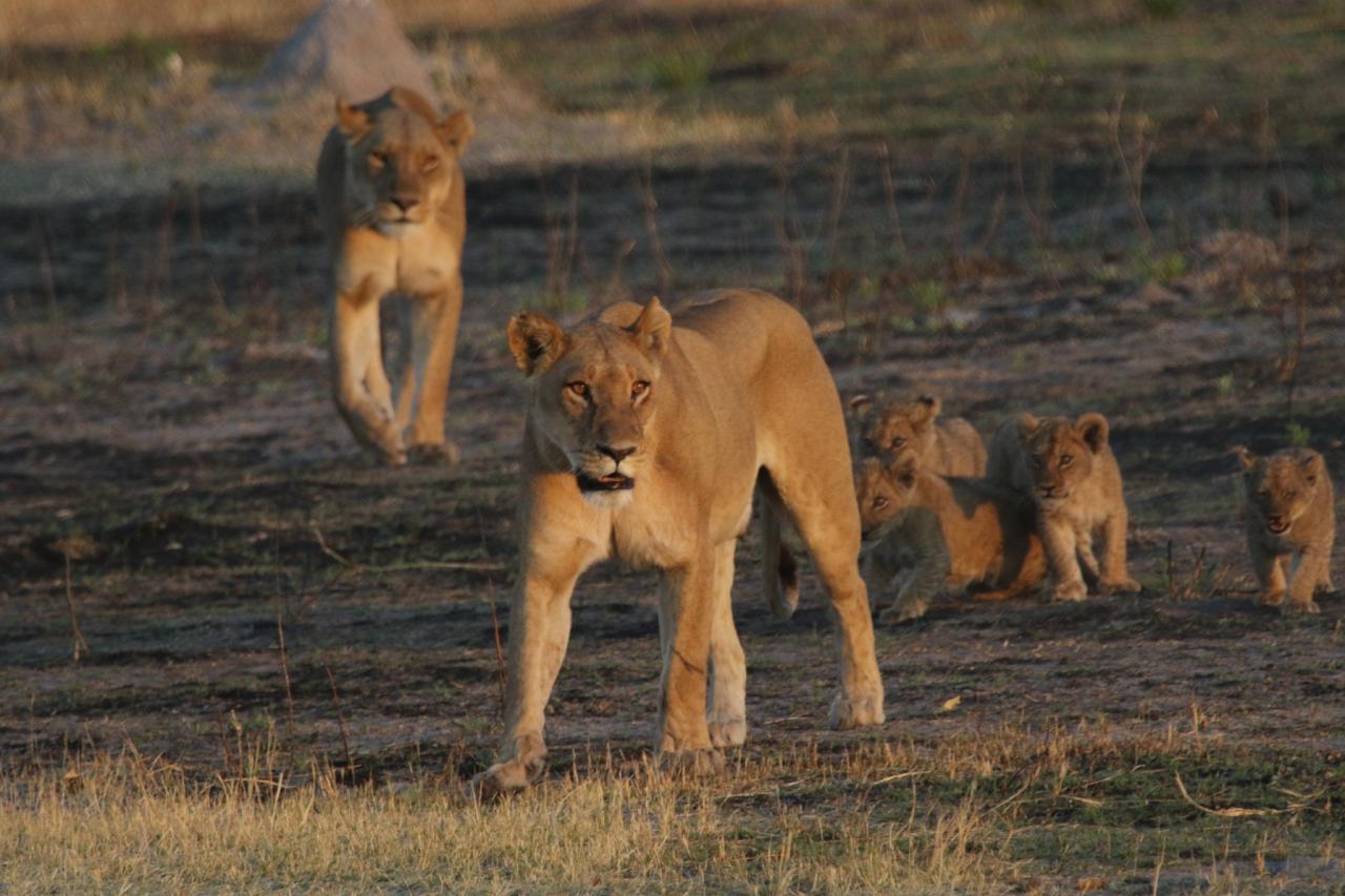 Lion females and cubs, Botswana wildlife safari