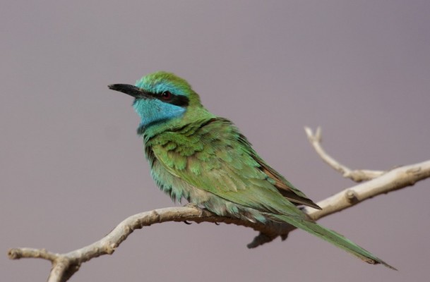 Little Green Bee-eater, Israel Birding Tour, Israel Nature Tour, Israel, Naturalist Journeys, Middle East Birding
