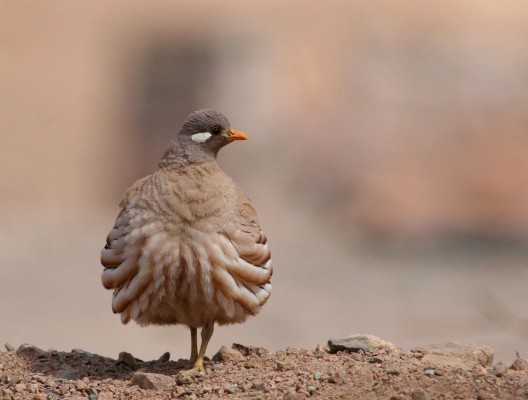 Sand Partridge, Israel Birding Tour, Israel Nature Tour, Israel, Naturalist Journeys, Middle East Birding
