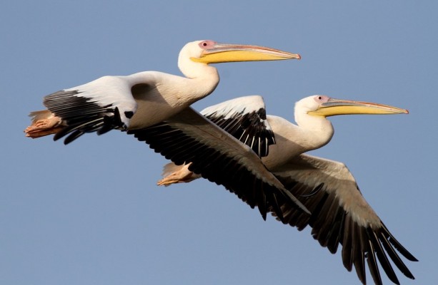 White Pelicans, Israel Birding Tour, Israel Nature Tour, Israel, Naturalist Journeys, Middle East Birding