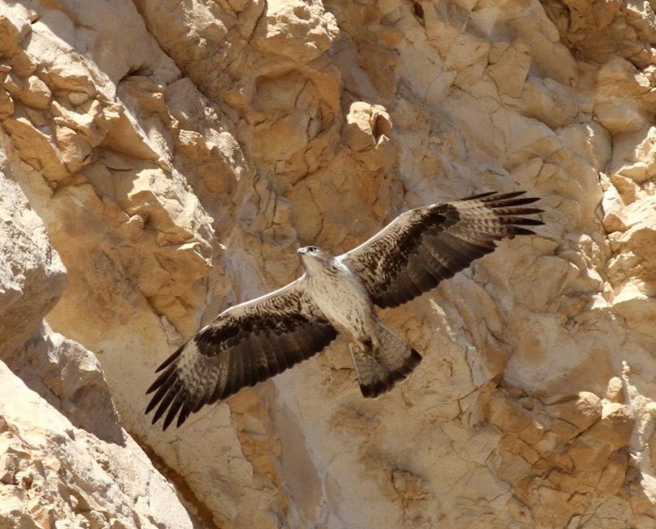 Bonelli's Eagle, Israel Birding Tour, Israel Nature Tour, Israel, Naturalist Journeys, Middle East Birding