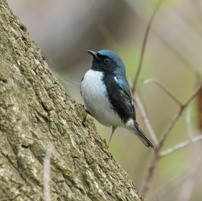 Black-throated Blue Warbler; Georgia, Little St. Simons Island, Savannah, Georgia Birding Tour, Georgia Nature Tour, Naturalist Journeys